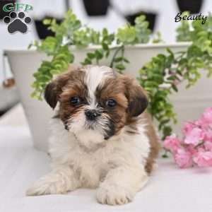 Beauty, Shih Tzu Puppy