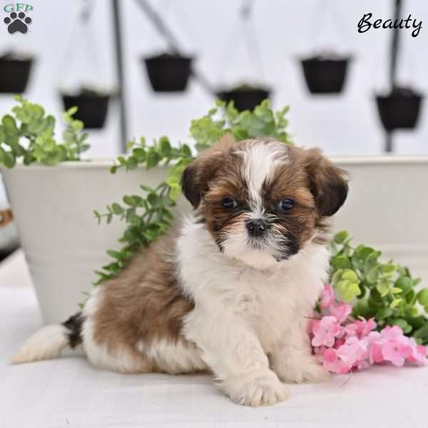 Beauty, Shih Tzu Puppy