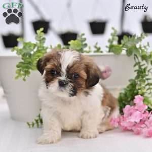 Beauty, Shih Tzu Puppy
