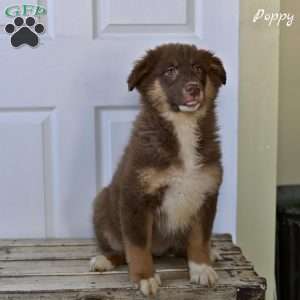 Poppy, Australian Shepherd Puppy