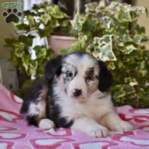 Janey, Australian Shepherd Puppy