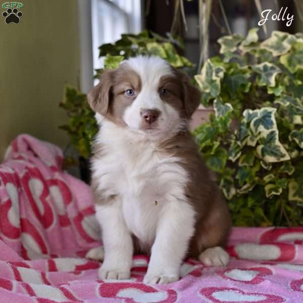 Jolly, Australian Shepherd Puppy