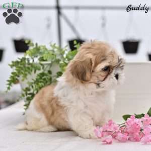 Buddy, Shih Tzu Puppy