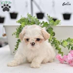 Bella, Shih Tzu Puppy