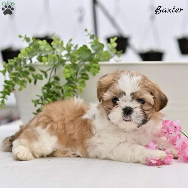Baxter, Shih Tzu Puppy