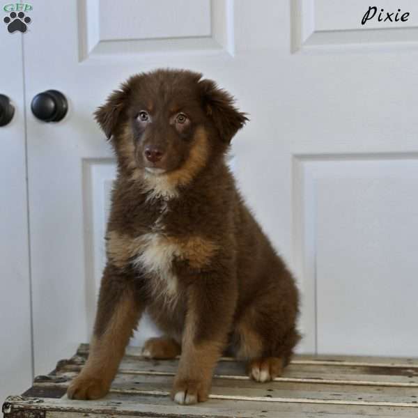 Pixie, Australian Shepherd Puppy
