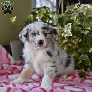 Jersey, Australian Shepherd Puppy