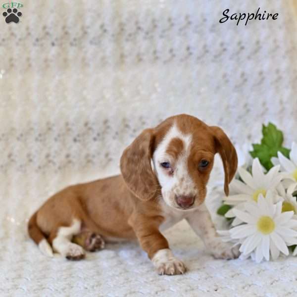 Sapphire, Dachshund Puppy