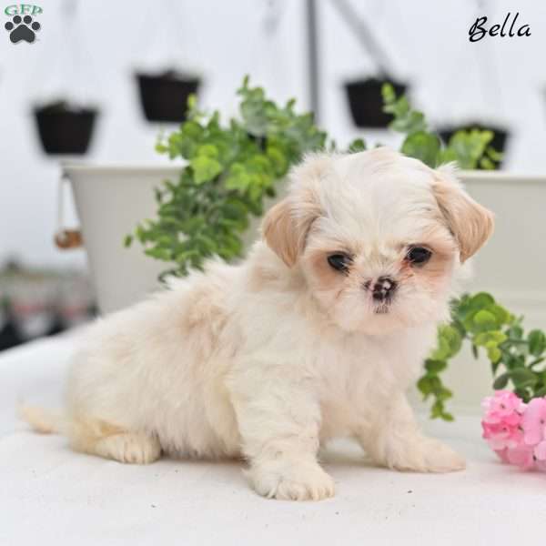 Bella, Shih Tzu Puppy