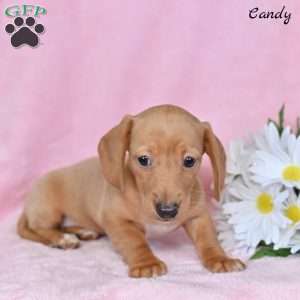 Candy, Dachshund Puppy