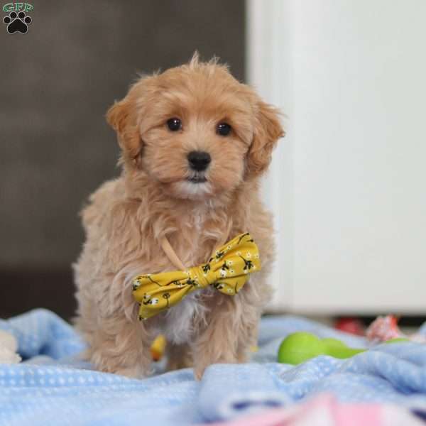 Cooper, Havapoo Puppy