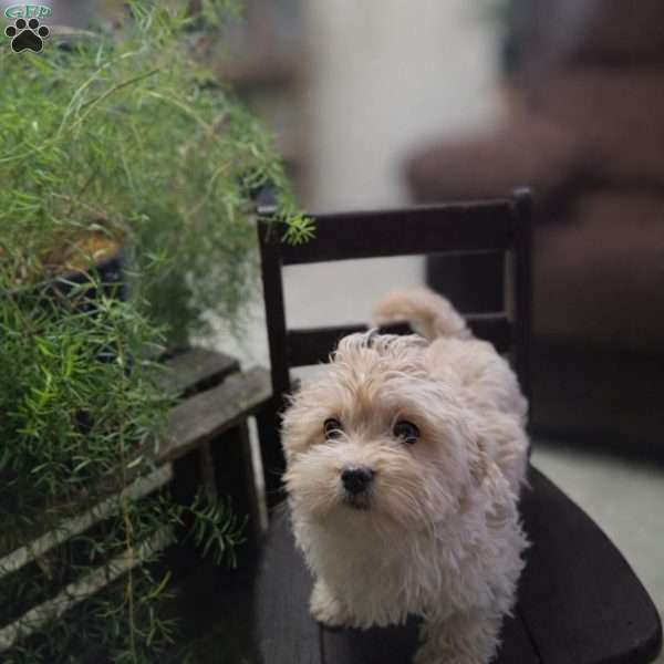 Precious, Miniature Poodle Mix Puppy