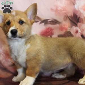 EL, Pembroke Welsh Corgi Puppy