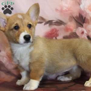 EL, Pembroke Welsh Corgi Puppy