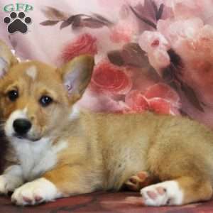 EL, Pembroke Welsh Corgi Puppy