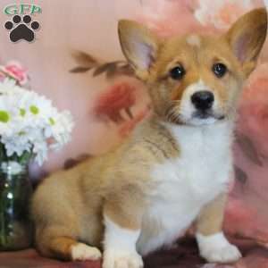EL, Pembroke Welsh Corgi Puppy