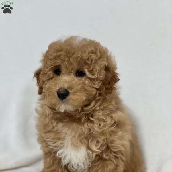 Star, Mini Goldendoodle Puppy