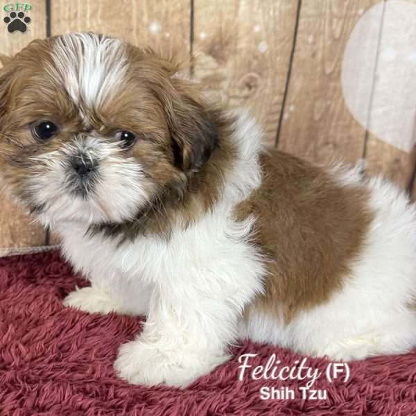 Felicity, Shih Tzu Puppy