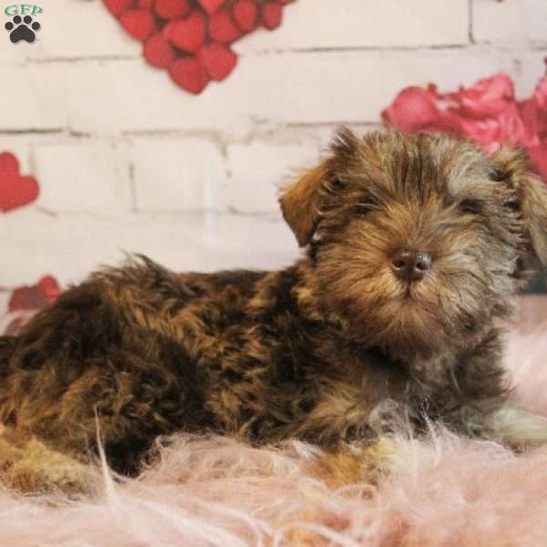 Felix, Miniature Schnauzer Puppy