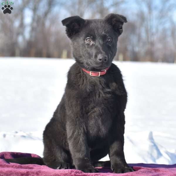 Quandace, German Shepherd Puppy