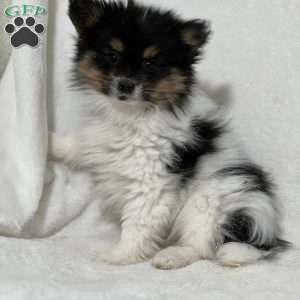 Nuggets, Papillon Puppy