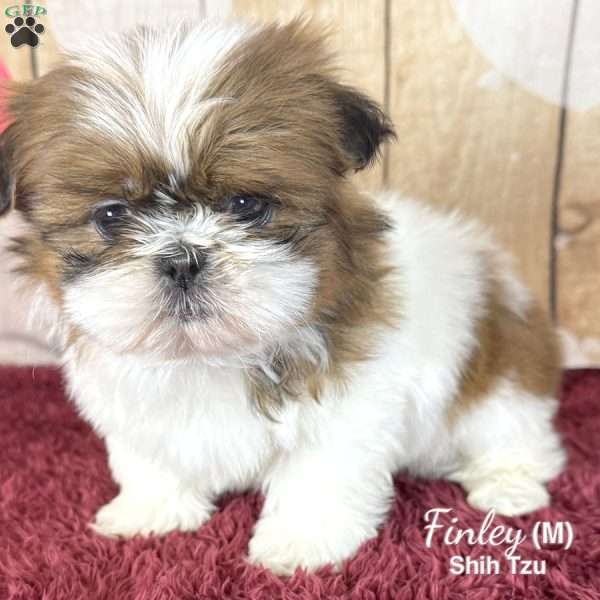 Finley, Shih Tzu Puppy