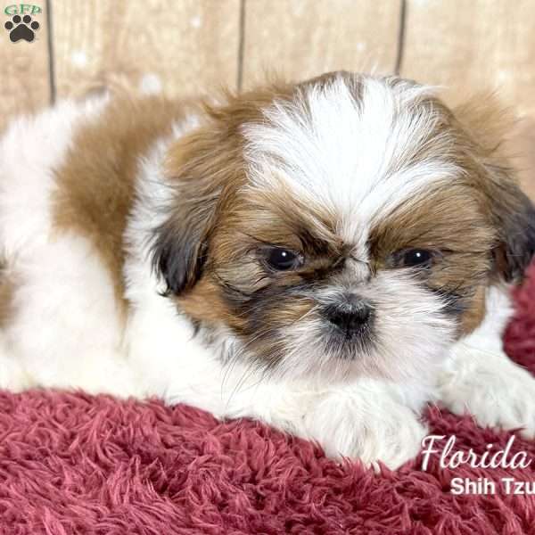 Florida, Shih Tzu Puppy