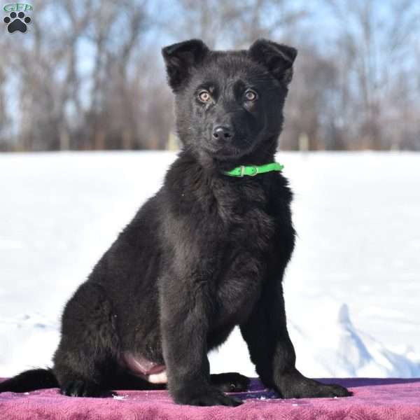 Quanrum, German Shepherd Puppy