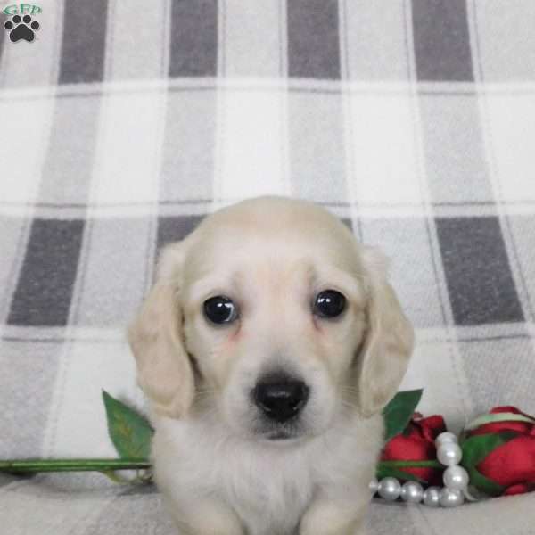 Xavier (mini), Dachshund Puppy