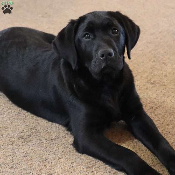 Harper, Yellow Labrador Retriever Puppy