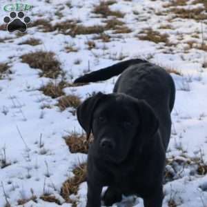 Harper, Yellow Labrador Retriever Puppy