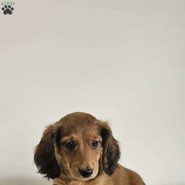 Champ, Dachshund Puppy