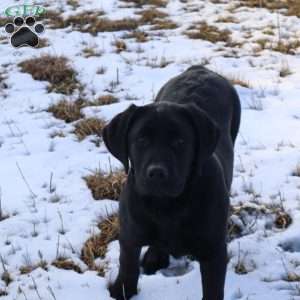 Harper, Yellow Labrador Retriever Puppy