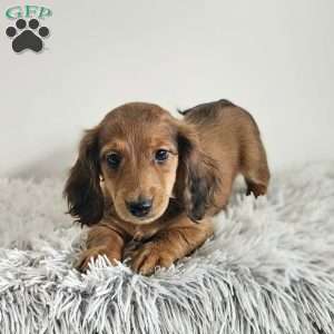 Champ, Dachshund Puppy