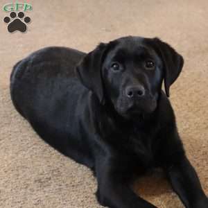 Harper, Yellow Labrador Retriever Puppy
