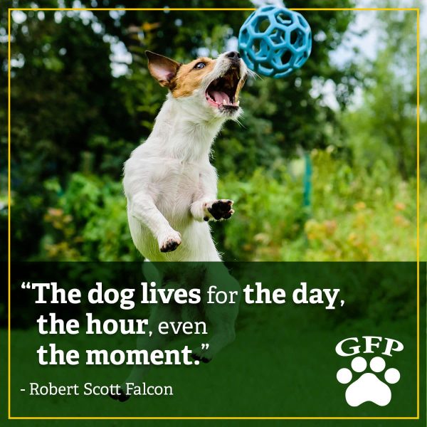 jack russell terrier jumping up to catch a toy outside, quote from Robert Scott Falcon on image reads, The dog lives for the day, the hour, even the moment