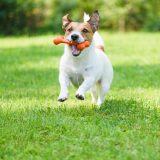 jack russell terrier running across grass with a toy in its mouth