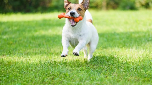 What Causes Sudden Behavior Changes in Dogs?