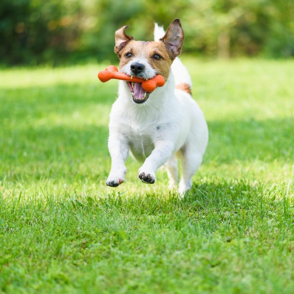 jack russell terrier running across grass with a toy in its mouth