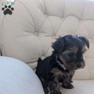 Jess, Yorkie Puppy
