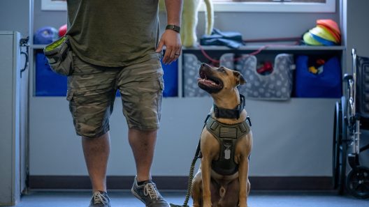 Service Dogs For PTSD and Anxiety