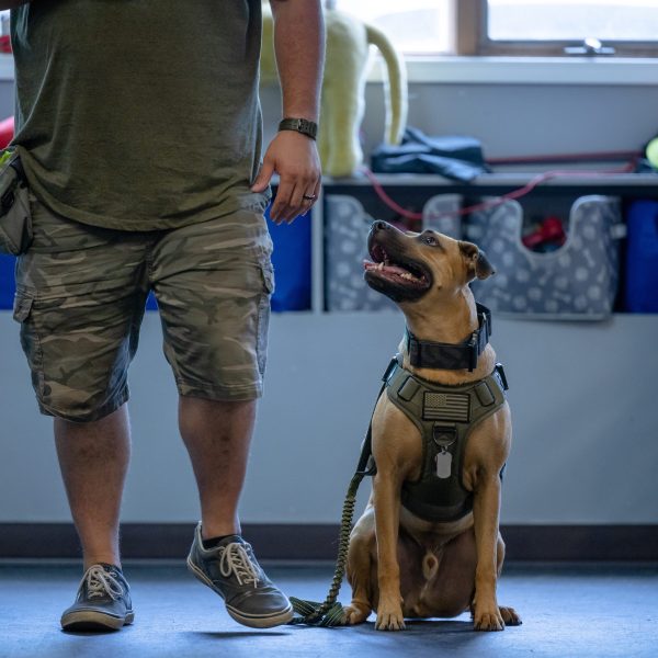 marine veteran next to sitting service dog for ptsd and anxiety