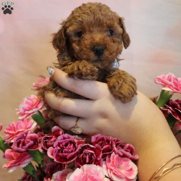 Marley, Toy Poodle Puppy