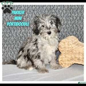 Parker, Portuguese Water Dog Mix Puppy