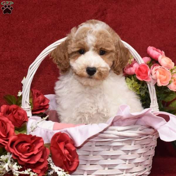 Presley, Miniature Poodle Puppy