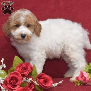 Presley, Miniature Poodle Puppy