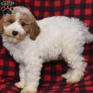 Presley, Miniature Poodle Puppy