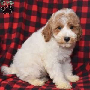 Presley, Miniature Poodle Puppy