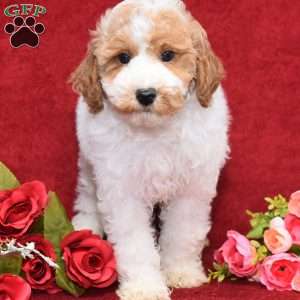 Presley, Miniature Poodle Puppy