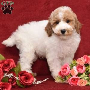 Presley, Miniature Poodle Puppy